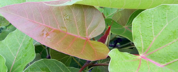 eleven-directions-f1